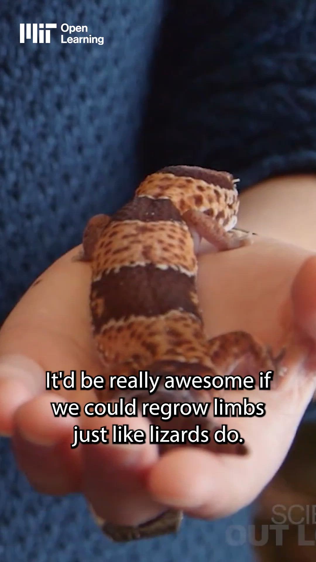 MIT: Can we regrow our livers?