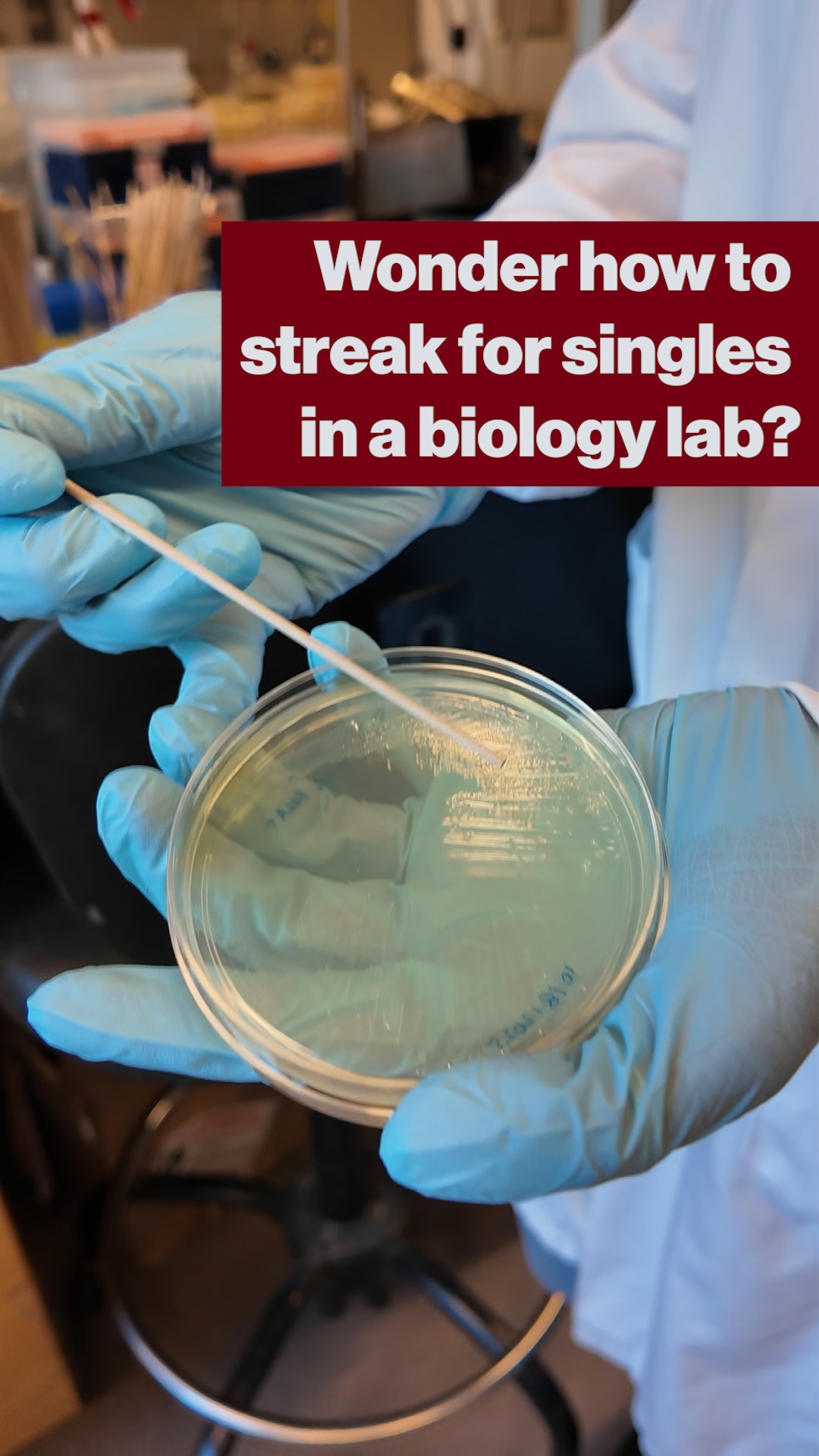 MIT: Bacterial cultures