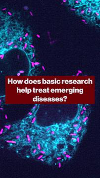 MIT: How basic research tackles emerging diseases